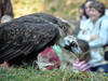 Visión general: Wildpark Bad Mergentheim